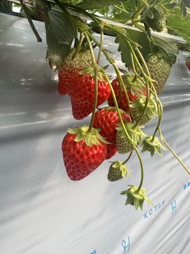 森ファームに投稿された画像（2025/1/12）