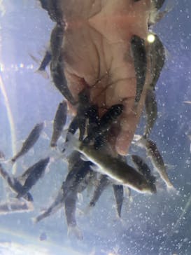 サケのふるさと 千歳水族館に投稿された画像（2025/1/12）