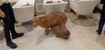 アニタッチ 東京ドームシティに投稿された画像（2025/1/12）