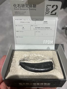 福井県立恐竜博物館に投稿された画像（2025/1/12）