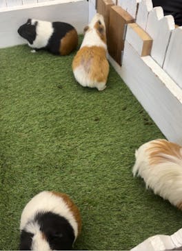 淡路ファームパーク イングランドの丘に投稿された画像（2025/1/12）