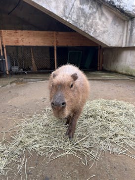 霞ケ浦 どうぶつとみんなのいえに投稿された画像（2025/1/12）