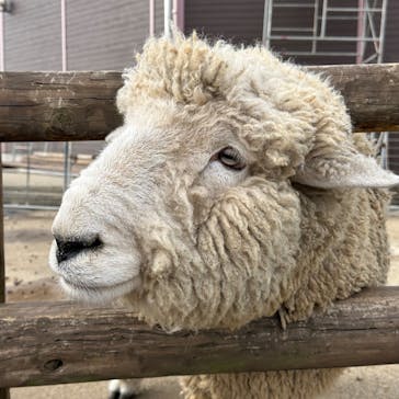 マザー牧場に投稿された画像（2025/1/12）