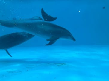 しながわ水族館に投稿された画像（2025/1/12）
