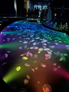 すみだ水族館に投稿された画像（2025/1/12）