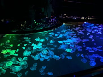 すみだ水族館に投稿された画像（2025/1/12）