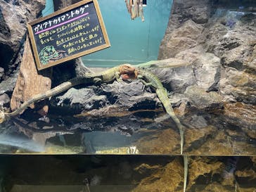 サンシャイン水族館に投稿された画像（2025/1/12）