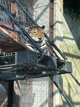 天王寺動物園に投稿された画像（2025/1/12）