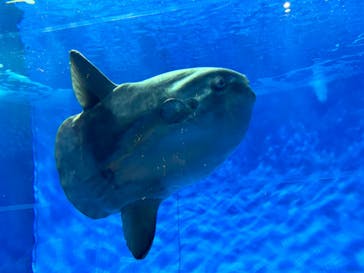 アクアワールド茨城県大洗水族館に投稿された画像（2025/1/12）