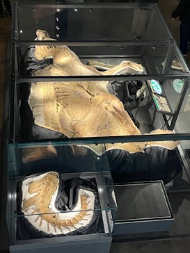 福井県立恐竜博物館に投稿された画像（2025/1/12）