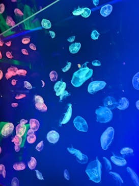 名古屋港水族館に投稿された画像（2025/1/12）