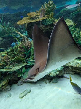 名古屋港水族館に投稿された画像（2025/1/12）