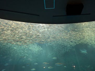 名古屋港水族館に投稿された画像（2025/1/12）