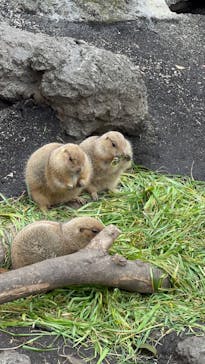恩賜上野動物園に投稿された画像（2025/1/12）