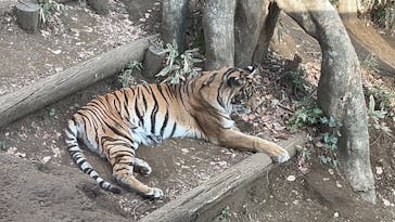 恩賜上野動物園に投稿された画像（2025/1/12）