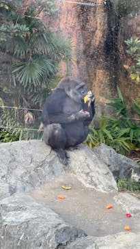 恩賜上野動物園に投稿された画像（2025/1/12）