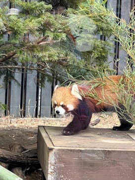 恩賜上野動物園に投稿された画像（2025/1/12）