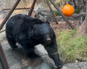 恩賜上野動物園に投稿された画像（2025/1/12）