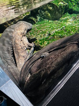 京都水族館に投稿された画像（2025/1/12）