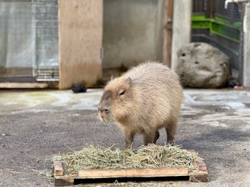 東武動物公園に投稿された画像（2025/1/12）