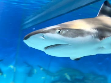 アクアワールド茨城県大洗水族館に投稿された画像（2025/1/12）