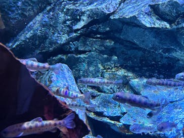 アクアワールド茨城県大洗水族館に投稿された画像（2025/1/12）