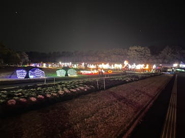 鹿児島イルミナージュに投稿された画像（2025/1/12）