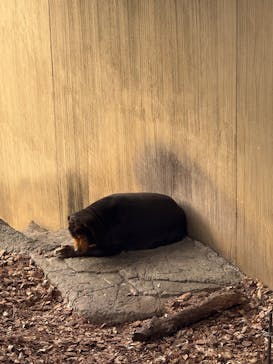 恩賜上野動物園に投稿された画像（2025/1/12）