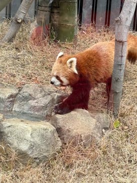 恩賜上野動物園に投稿された画像（2025/1/12）