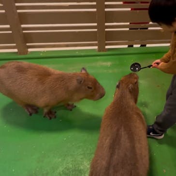 Moff animal world BIGHOPガーデンモール印西店に投稿された画像（2025/1/12）