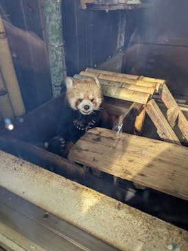 恩賜上野動物園に投稿された画像（2025/1/13）