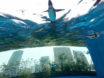 サンシャイン水族館に投稿された画像（2025/1/13）