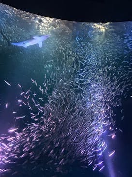 名古屋港水族館に投稿された画像（2025/1/13）