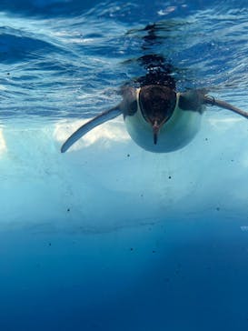 名古屋港水族館に投稿された画像（2025/1/13）