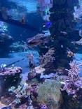 すみだ水族館に投稿された画像（2025/1/13）