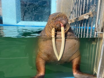 ゼロ距離水族館 伊勢シーパラダイスに投稿された画像（2025/1/13）