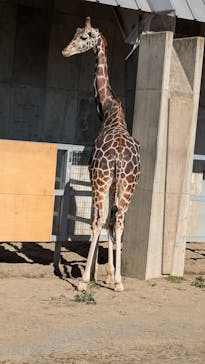 霞ケ浦 どうぶつとみんなのいえに投稿された画像（2025/1/13）