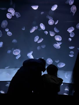 サンシャイン水族館に投稿された画像（2025/1/13）