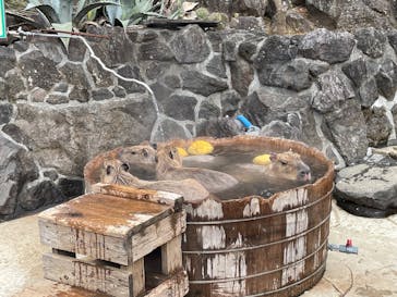 伊豆シャボテン動物公園に投稿された画像（2025/1/13）