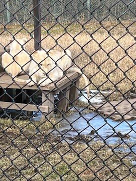 那須サファリパークに投稿された画像（2025/1/13）