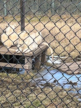 那須サファリパークに投稿された画像（2025/1/13）