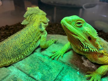 NARA IKIMONO MUSEUMに投稿された画像（2025/1/13）