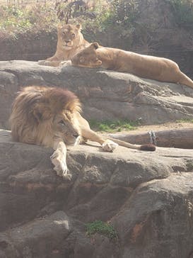 天王寺動物園に投稿された画像（2025/1/13）