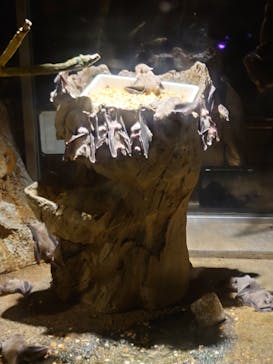 天王寺動物園に投稿された画像（2025/1/13）