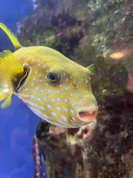 あわしまマリンパークに投稿された画像（2025/1/13）