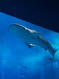 沖縄美ら海水族館に投稿された画像（2025/1/13）