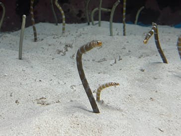 沖縄美ら海水族館に投稿された画像（2025/1/13）