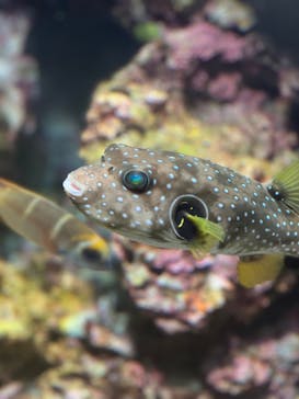 沖縄美ら海水族館に投稿された画像（2025/1/13）