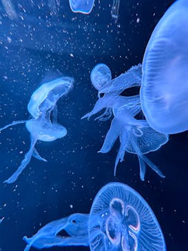 AOAO SAPPOROに投稿された画像（2025/1/13）