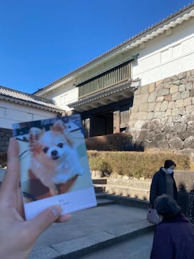 小田原城に投稿された画像（2025/1/13）